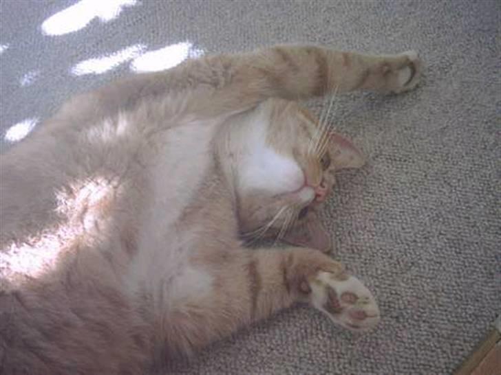 Huskat Bulle - han elskede at ligge i solen :D billede 7