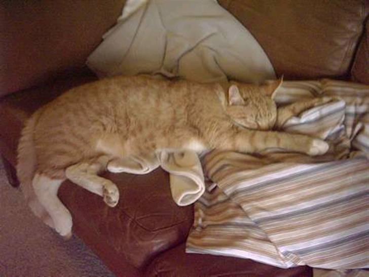 Huskat Bulle - gad vide om der er noget de rlugter? o: billede 8