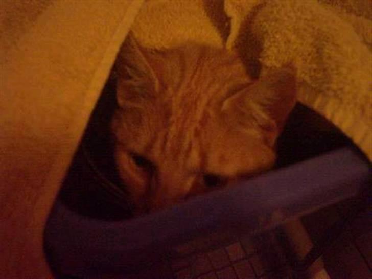 Huskat Bulle - "tiite bøøh" nede i vaksetøjs kurven. billede 9