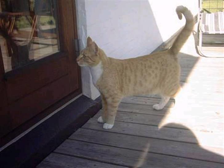 Huskat Bulle - han vil ind af terasse døren (; men nikkenæhnej. <33 billede 10