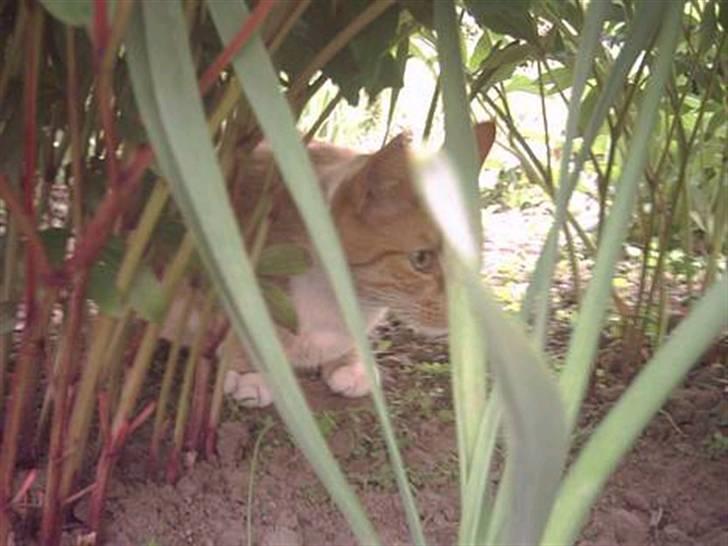 Huskat Bulle - ude i haven :´D billede 11