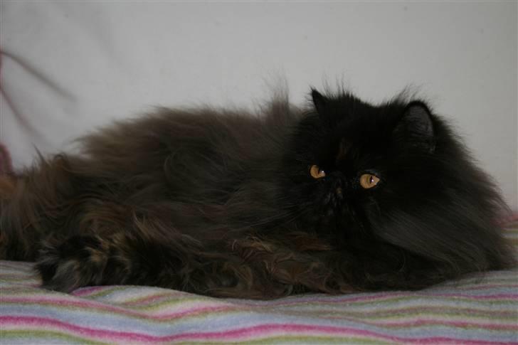 Perser Agrippina's Ofelia - 270108 billede 17