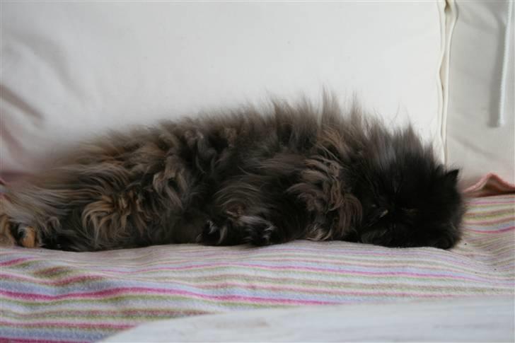 Perser Agrippina's Ofelia - Zzzzzz... 270108 billede 18