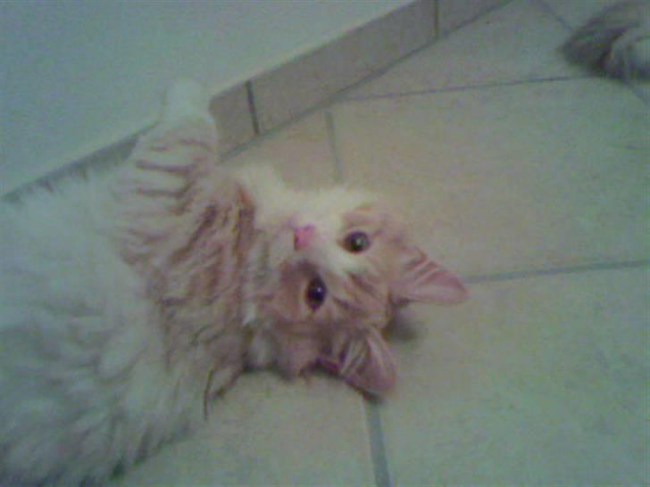 Norsk Skovkat Cormaths Junni  billede 1