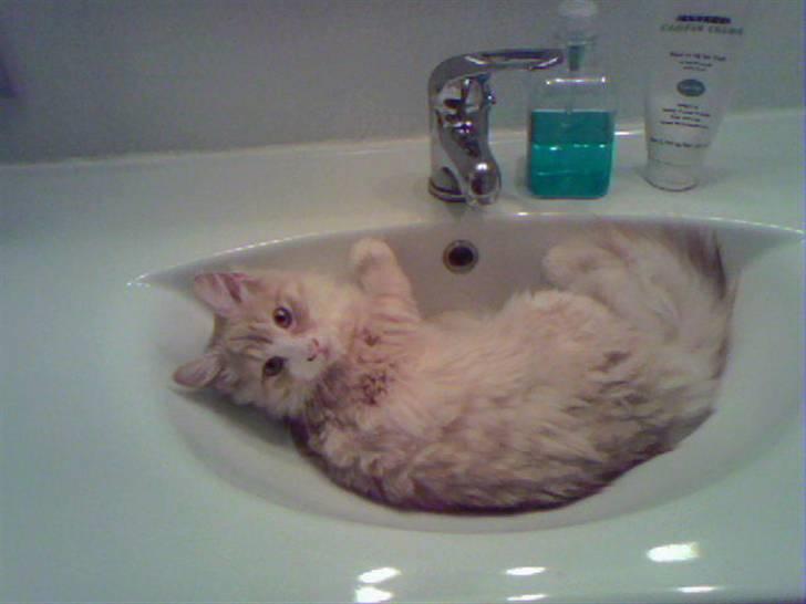 Norsk Skovkat Cormaths Junni  billede 2