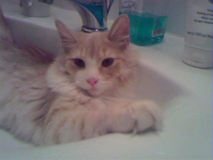 Norsk Skovkat Cormaths Junni  billede 3