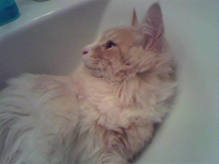 Norsk Skovkat Cormaths Junni  billede 4