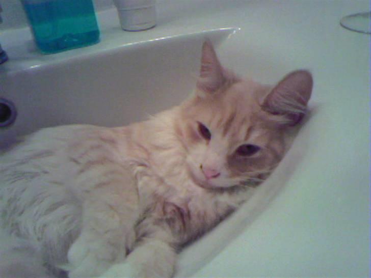 Norsk Skovkat Cormaths Junni  billede 5