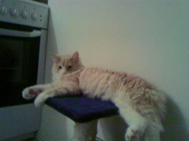 Norsk Skovkat Cormaths Junni  billede 6