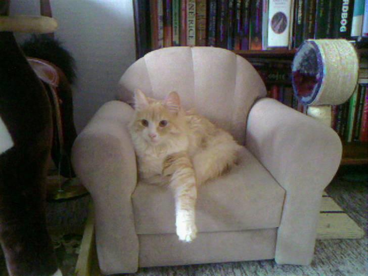 Norsk Skovkat Cormaths Junni  billede 7