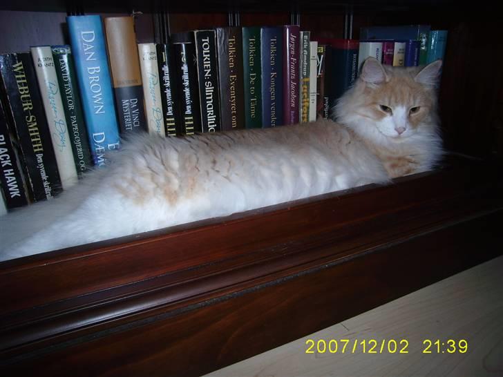 Norsk Skovkat Cormaths Junni  billede 8