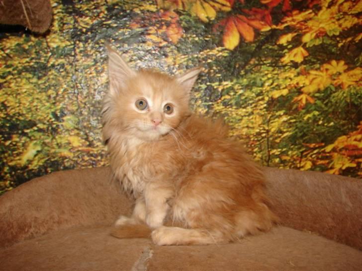 Maine Coon Garfield - Her er min dejlige kat så. billede 1