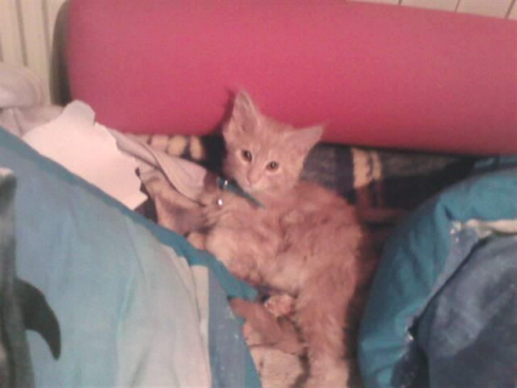 Maine Coon Garfield - Her ligger Garfield og slapper af billede 2