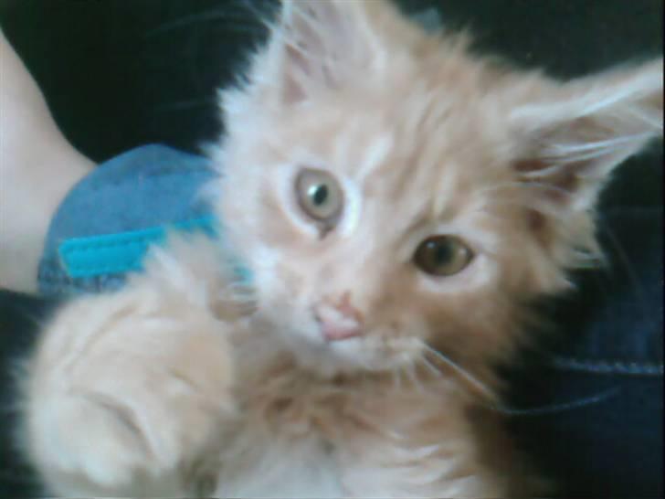 Maine Coon Garfield - Er han ikk nuttet? :) billede 3