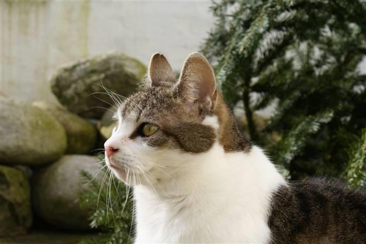 Blanding af racer Perle  billede 7