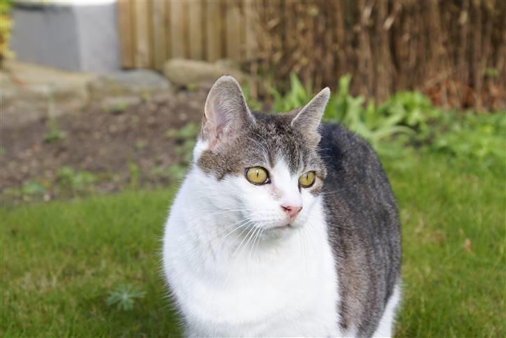 Blanding af racer Perle  billede 8