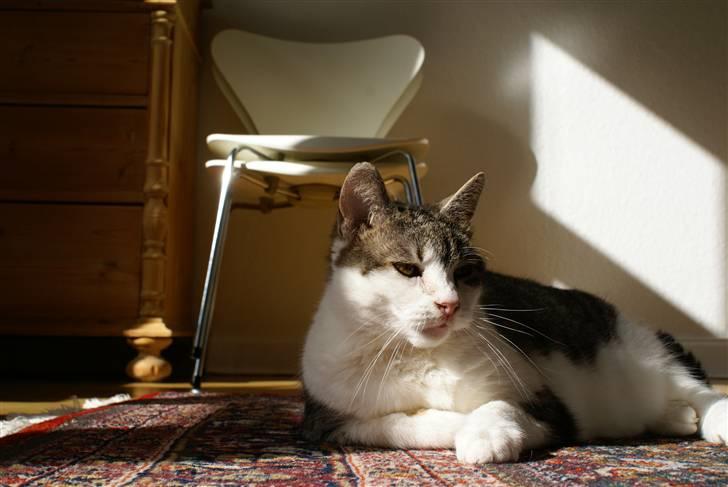 Blanding af racer Perle  billede 9