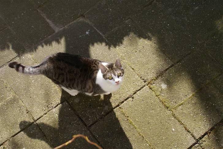 Blanding af racer Perle  billede 10