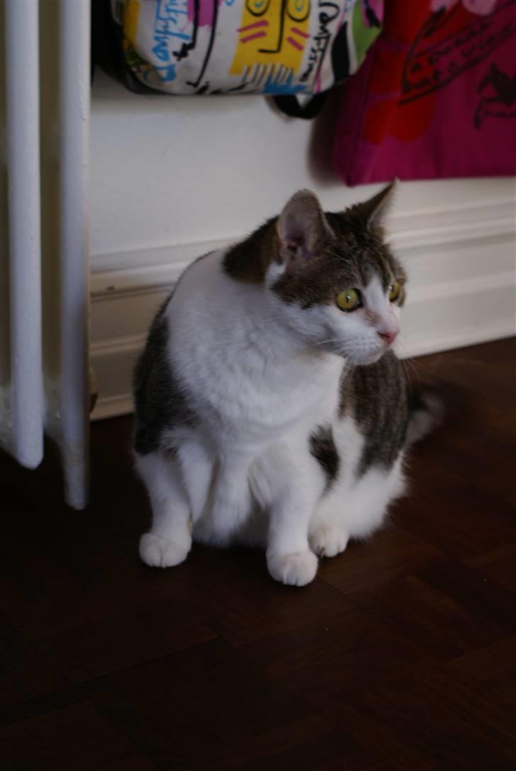 Blanding af racer Perle  billede 11