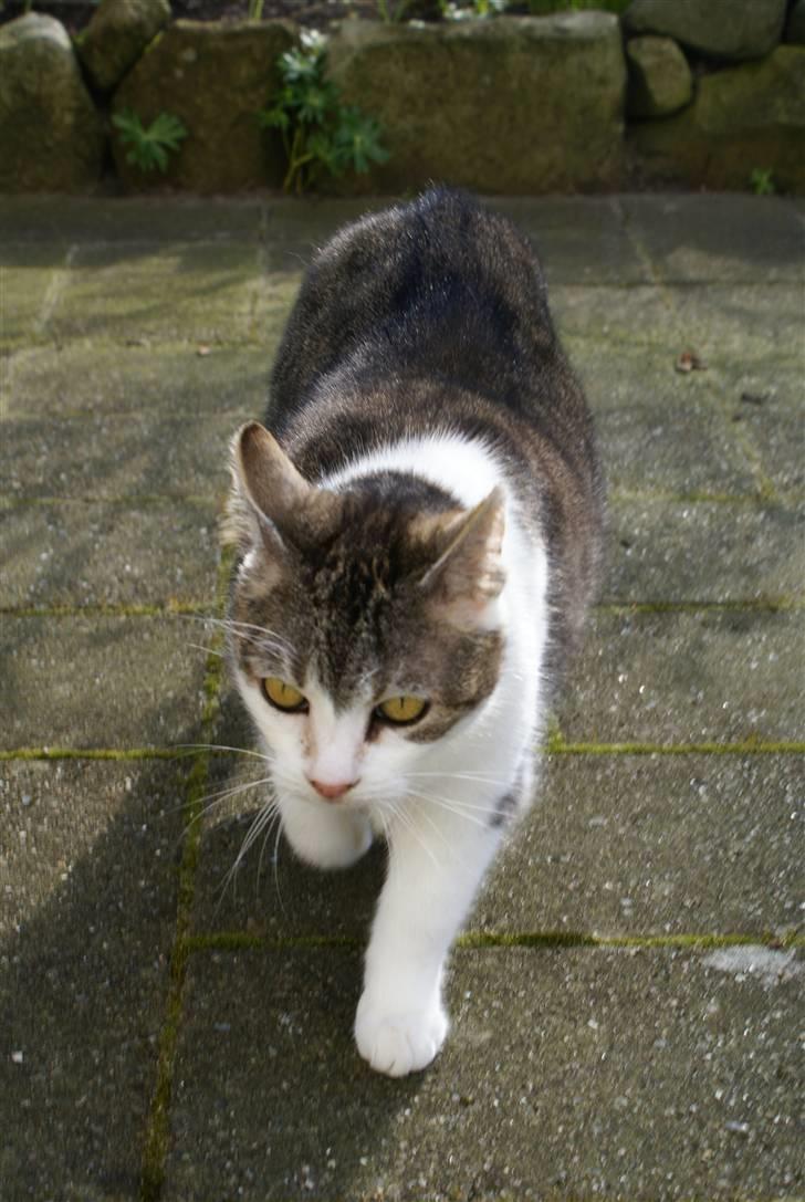 Blanding af racer Perle  billede 12