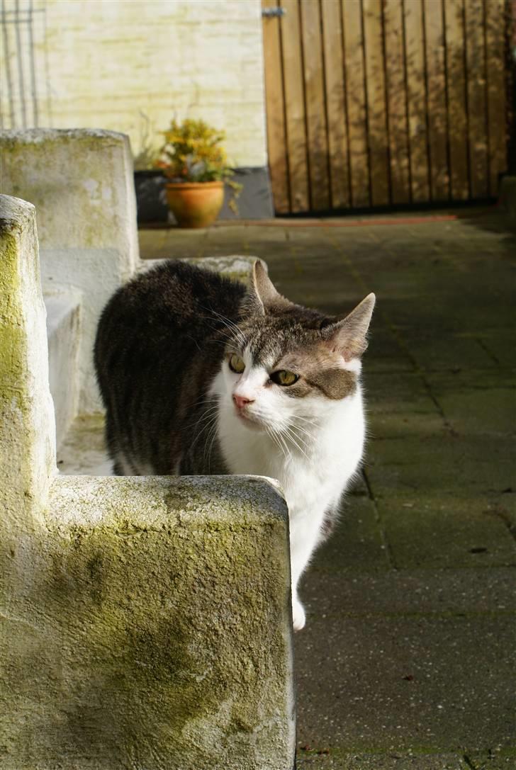 Blanding af racer Perle  billede 13