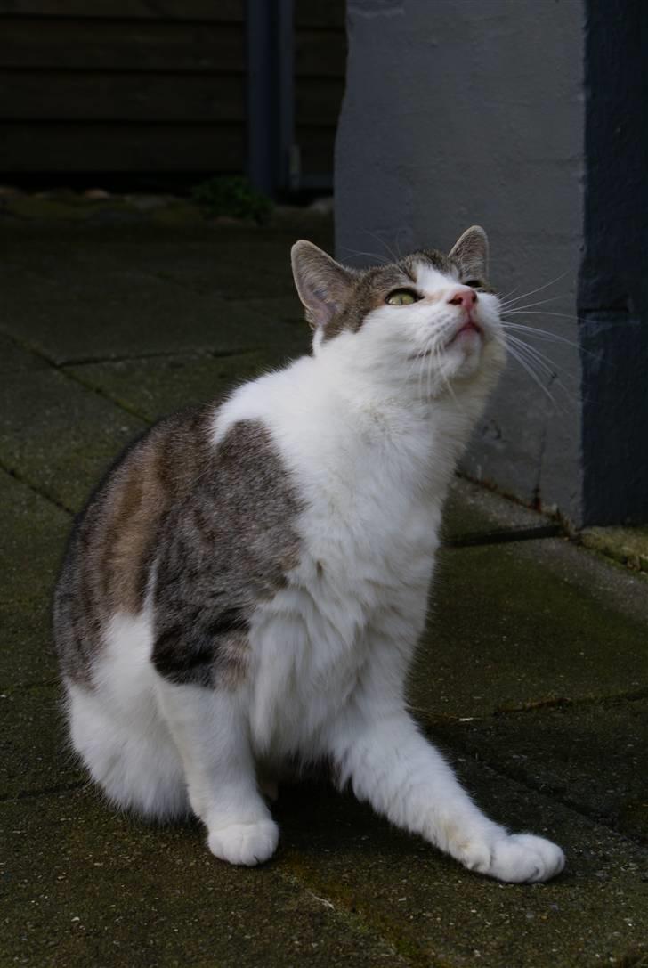 Blanding af racer Perle  billede 14