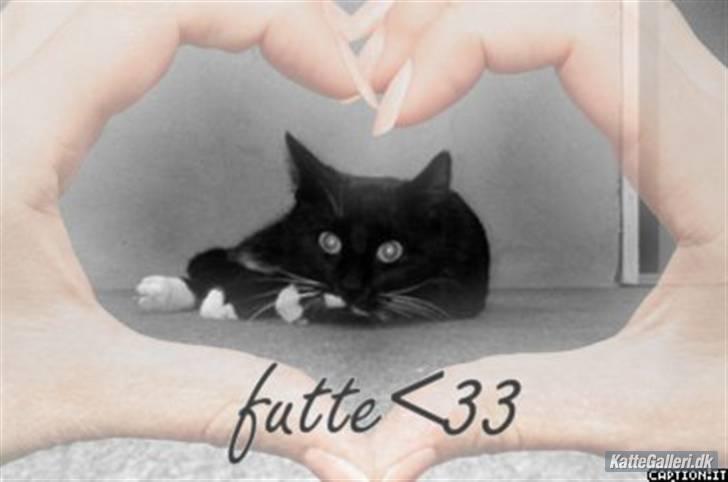 Huskat Futte - bror til manse - Futte, med hans store øjne<3<3 billede 1