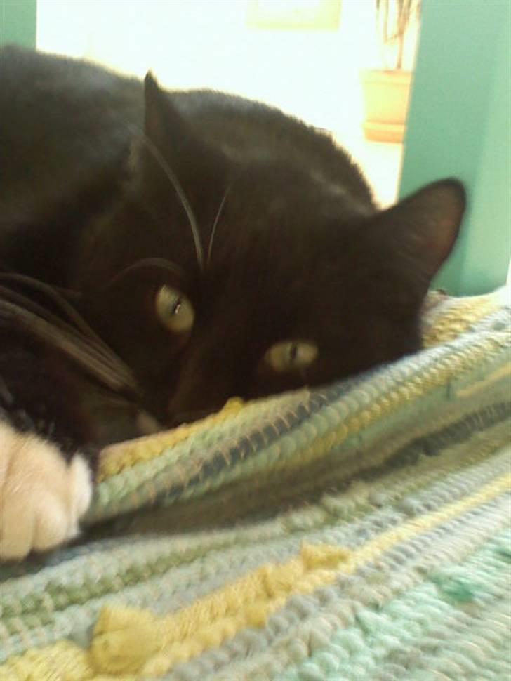 Huskat Futte - bror til manse - futti<3  billede 2