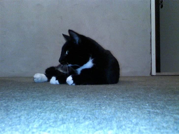 Huskat Futte - bror til manse - smukke futte billede 3