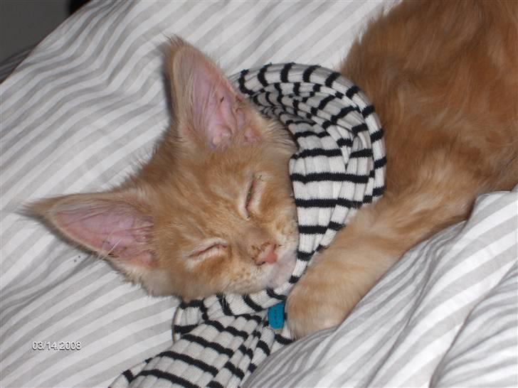 Maine Coon Garfield billede 4