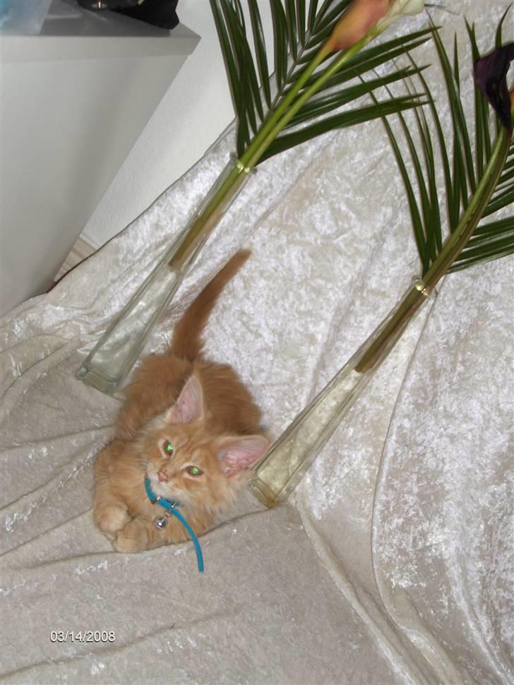 Maine Coon Garfield billede 5