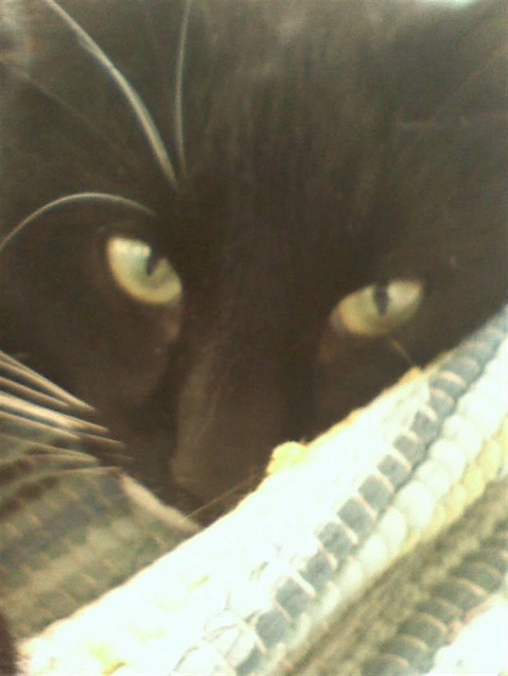 Huskat Futte - bror til manse - nær billed<3 billede 4