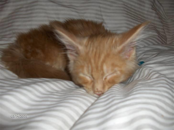 Maine Coon Garfield billede 6