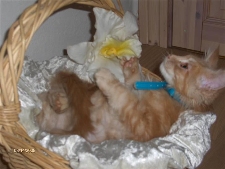 Maine Coon Garfield billede 7