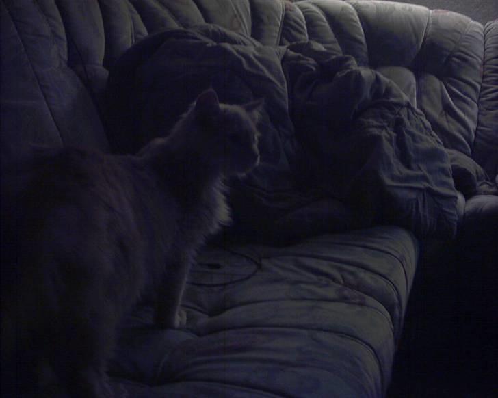 Blanding af racer pjuske R.I.P min elskede  billede 6