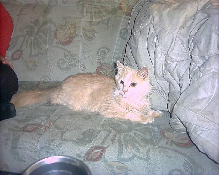 Blanding af racer pjuske R.I.P min elskede  billede 7