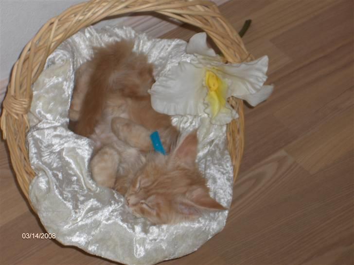 Maine Coon Garfield billede 8