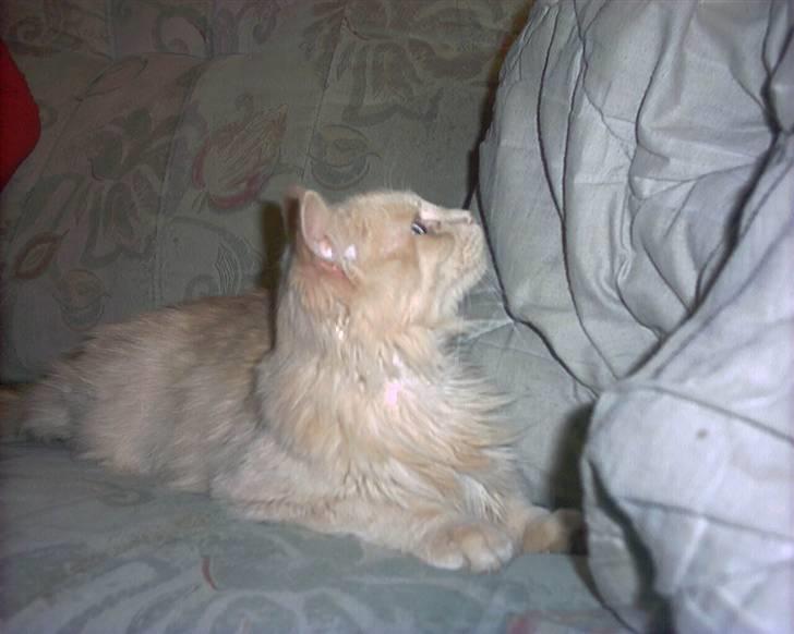 Blanding af racer pjuske R.I.P min elskede  billede 8