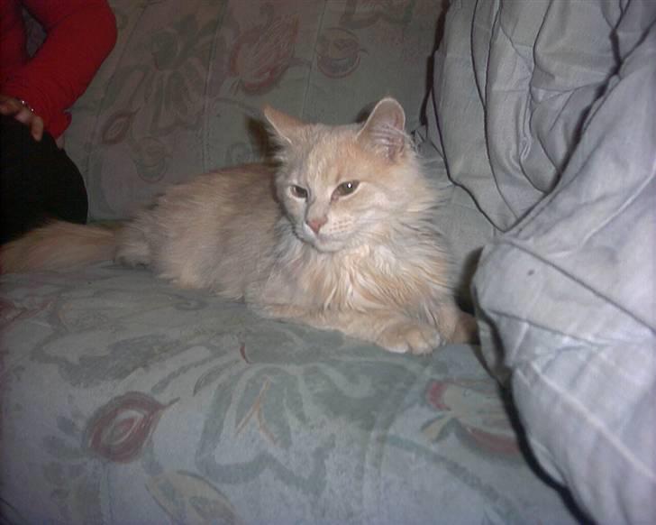 Blanding af racer pjuske R.I.P min elskede  billede 9