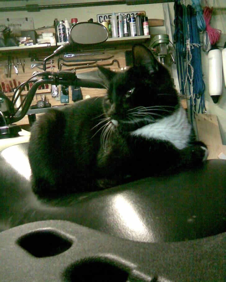 Huskat Futte - bror til manse - futte på vores atv<3 billede 5