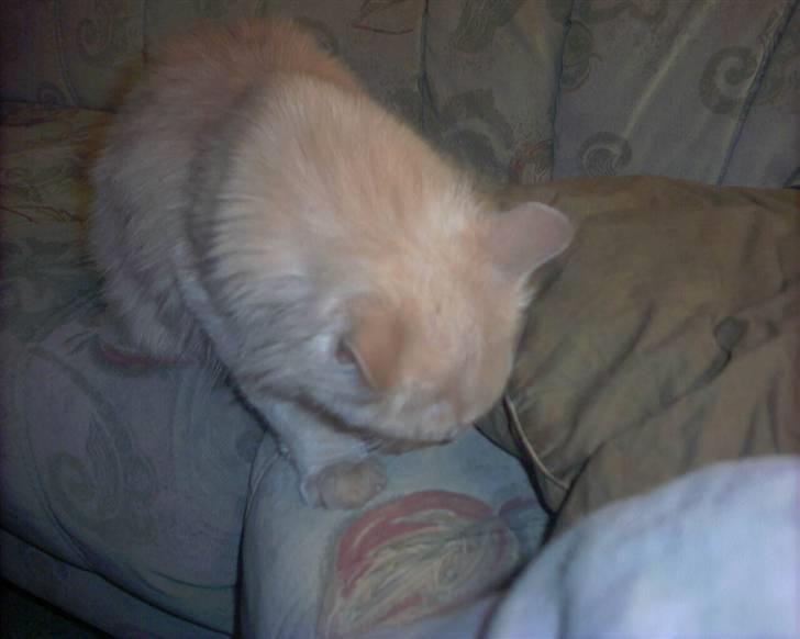 Blanding af racer pjuske R.I.P min elskede  billede 10