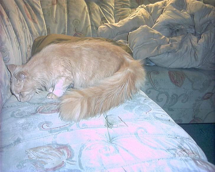 Blanding af racer pjuske R.I.P min elskede  billede 11