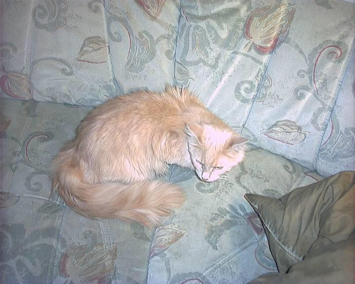 Blanding af racer pjuske R.I.P min elskede  billede 12