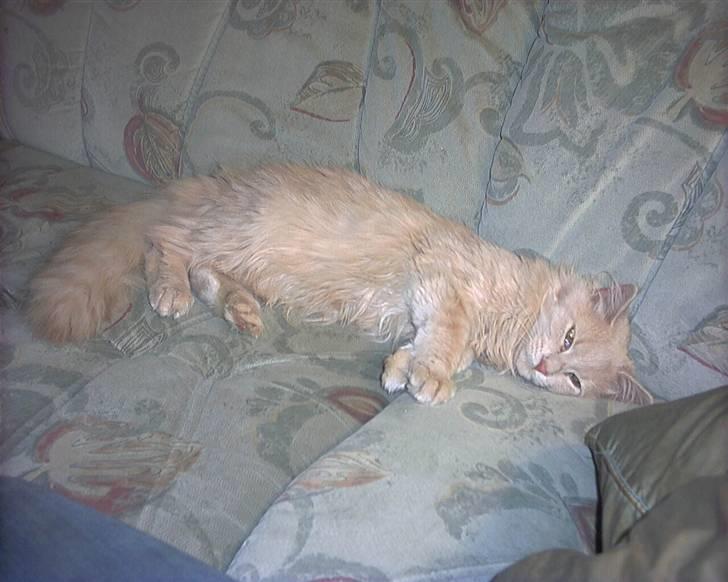 Blanding af racer pjuske R.I.P min elskede  billede 13