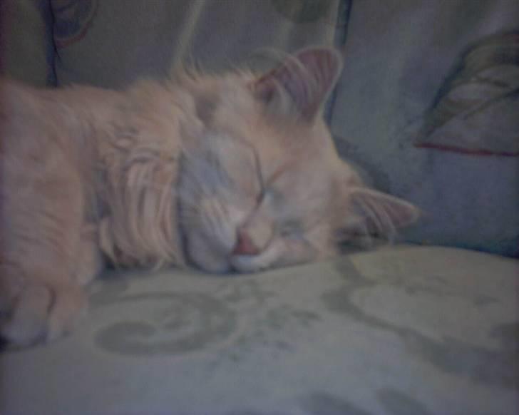 Blanding af racer pjuske R.I.P min elskede  billede 14