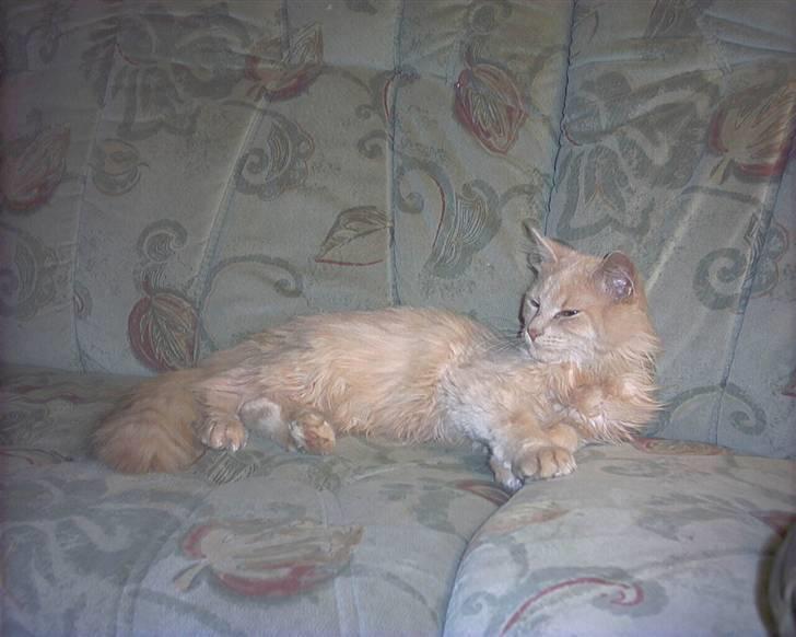 Blanding af racer pjuske R.I.P min elskede  billede 15