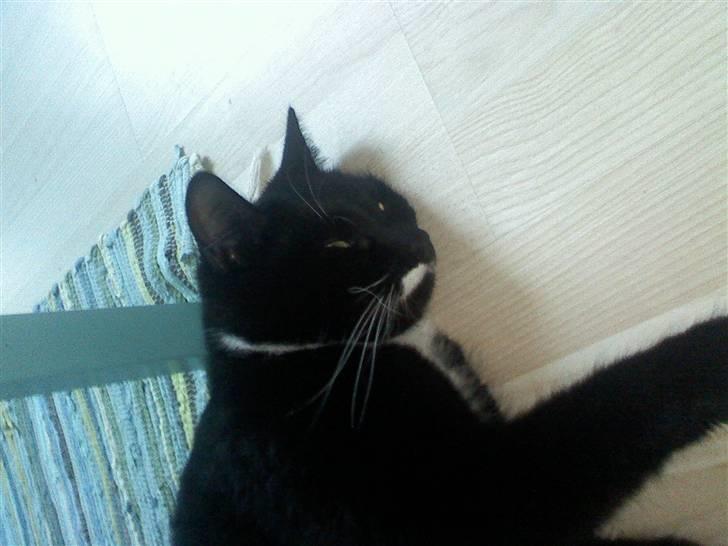 Huskat Futte - bror til manse - på mit værelse, han elsker bare at ligge der<3 billede 6