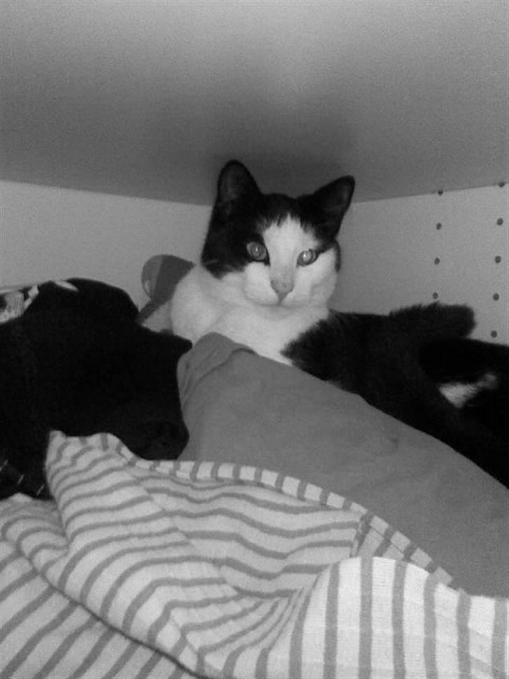 Huskat Manse - Bror til futte - velkommen til min profil jeg hedder manse billede 1