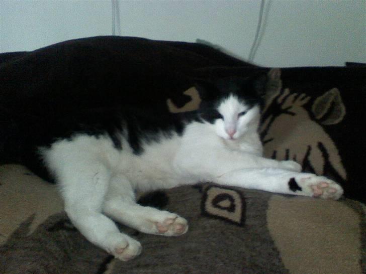 Huskat Manse - Bror til futte - uhh det er dejligt<3 billede 2