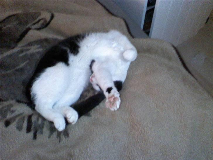 Huskat Manse - Bror til futte - mit liv er luksus (arrhh manse nu skal du ikk tro det skal være en vane heh) billede 3